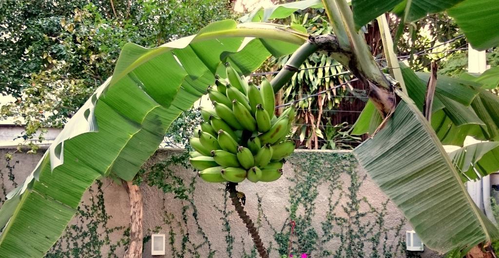 Gavea Bnb Rio de Janeiro Dış mekan fotoğraf